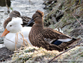 mallard cross duck